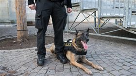 警犬,巡邏,警察
圖／shutterstock／達志影像