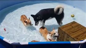 哈士奇,柯基,身高差,https://www.instagram.com/samcorgi/