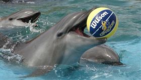 海豚（▲圖／攝影者PriceTravel pictures, flickr CC License）
https://www.flickr.com/photos/pricetravel/4857600924/