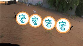 沙漠,拍照,照片,全景攝影,妖怪,貓咪(https://twitter.com/hanamomoact/status/769374038246432768)