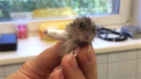 倉鼠,骨折（圖／翻攝自Reddit）
https://www.reddit.com/r/pics/comments/4zn61k/you_will_be_okey_buddy/