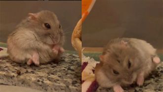 吃飽該睡了～倉鼠Bon不敵睡意倒地