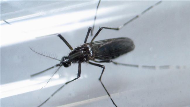 第10例！婦人上月遊馬染茲卡確診