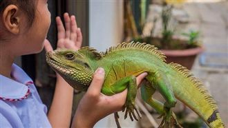 在台灣沒天敵！遭棄養綠鬣蜥大量繁衍