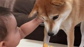 16:9
柴柴跟寶寶搶玩具　寶寶怒抓又巴柴柴頭
圖／翻攝自the_shiba_mogu's IG
https://www.instagram.com/p/BI_Pj3SBIdB/