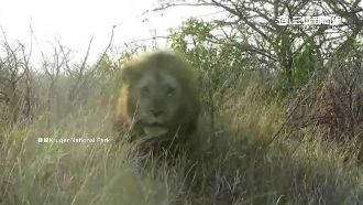 獅子撲車嚇一跳　女童崩潰臭罵父母