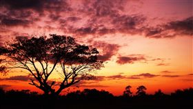 夕陽,樹,黃昏,天空,風景,環境,氣候（圖／Pixabay）