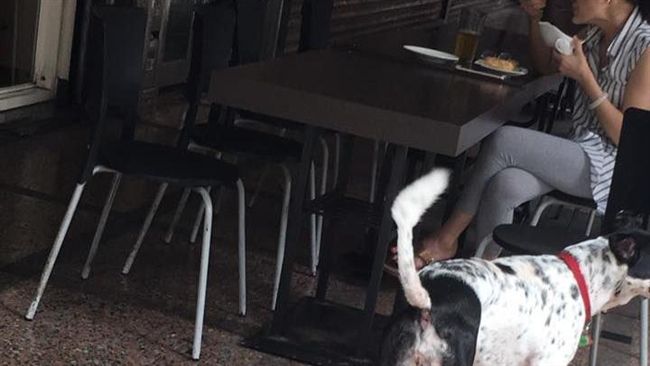 早餐店盤餵狗遭阻　女反嗆網友不愛狗