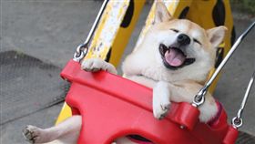 柴犬 圖／instagram/unihalo