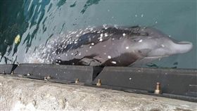 鯨豚命喪台東富岡漁港（圖／爆料公社）