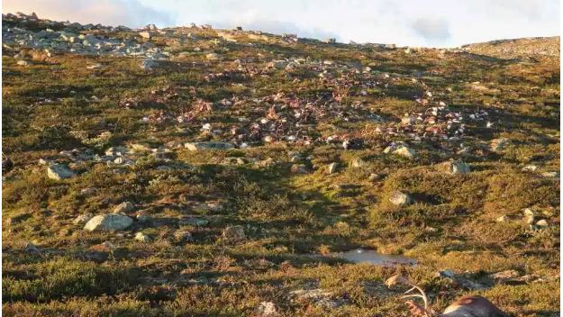 挪威高原323隻馴鹿　慘遭雷擊身亡
