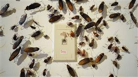 蟑螂,藝術,創作/FB：台北當代藝術館 MOCA Taipei