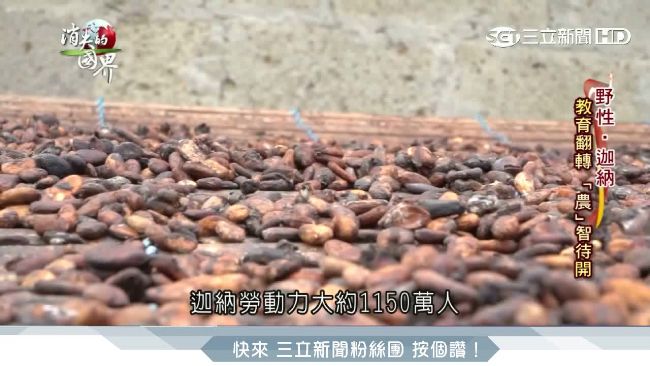 官方把持難生存！迦納走私可可鄰國賣