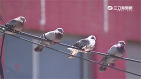 -鴿子-天氣-陽光-