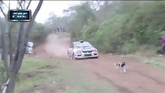 毛小孩誤闖賽車道　驚險一幕嚇壞眾人
