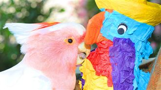 阿祖級！美動物園83歲鸚鵡餅乾逝世