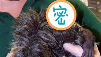 佛地魔轉世！疣猴寶寶模樣令人震驚