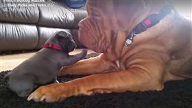 ▲沙皮狗把小法鬥當枕頭。（圖／翻攝自Daily Picks and Flicks臉書）
https://www.facebook.com/dailypicksandflicks/videos