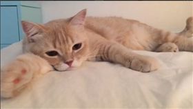 貓咪啃食嚕嚕米。（圖／翻攝自cocomiimii
 Instagram）