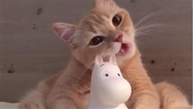 貓咪啃食嚕嚕米。（圖／翻攝自cocomiimii
 Instagram）