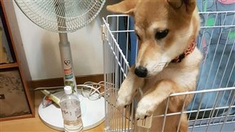 飼主疑惑水聲哪裡來　柴犬竟這樣尿尿