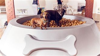 汪星人美夢成真！專給狗狗看的藝術展