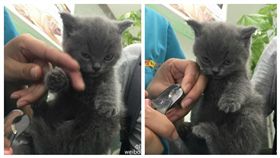 ▲小貓殺氣騰騰。（圖／翻攝自Sayuri_肉山微博）
http://ent.sina.com.tw/weibo/user/2648470421