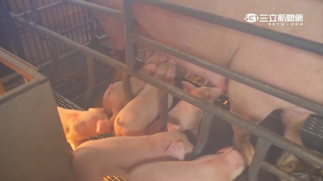 「黑心疫苗」竄台　小豬爆瘦離奇夭折