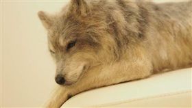 羊毛氈月月（圖／翻攝自Twitter@hijikatakurone）
https://twitter.com/hijikatakurone