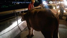 大水牛昨晚七點在國道上逛路肩遭警捕獲（翻攝畫面）