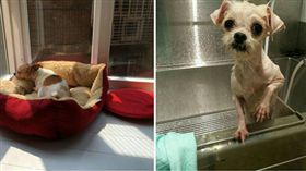 北市動物安養機構補助9月1日上路/台北市政府網站