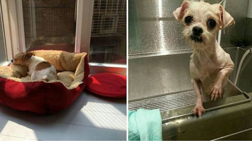貓狗也步入高齡化　動物安養機構上路