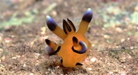 皮卡丘海蛞蝓（圖／翻攝自avax.news）