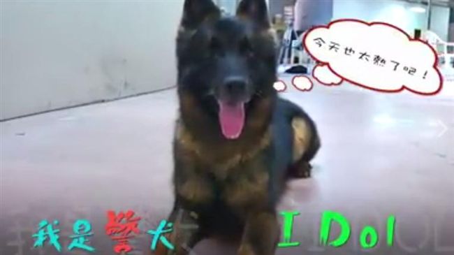 警犬展現專業　迅速、機靈搶走電風扇