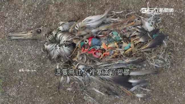 中途島垃圾悲歌　台打火機飄洋進鳥肚