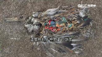 中途島垃圾悲歌　台打火機飄洋進鳥肚