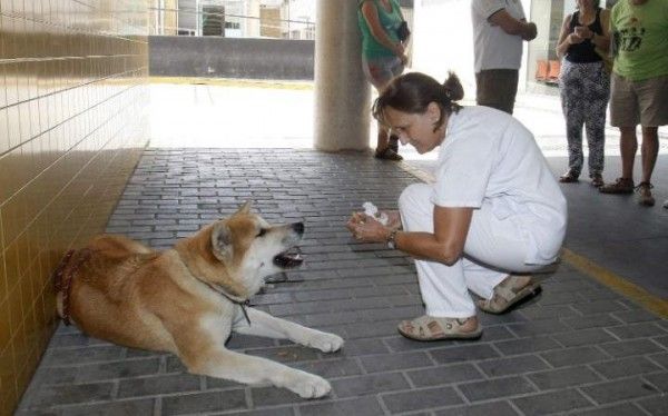 要和主人一起回家！牠等了6天6夜
