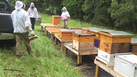 茲卡,噴藥,蜜蜂（圖／翻攝自臉書）
https://www.facebook.com/169371146803372/photos/a.169379773469176.1073741827.169371146803372/170494746691012/?type=3&theater