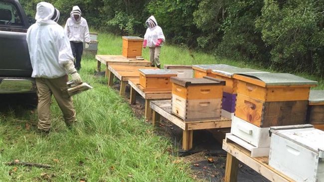美噴藥遏茲卡蔓延　竟毒害數百萬蜜蜂
