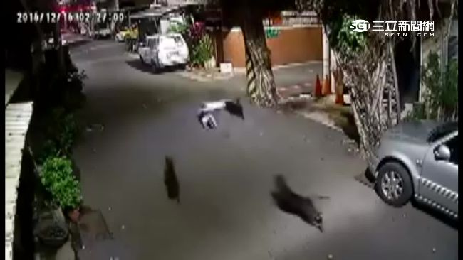 流浪貓屢被咬死　志工疑專業獵犬所為
