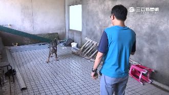 贓車運送指揮　疑集團放狗撕咬流浪貓