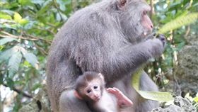 台灣獼猴吱吱黨粉絲團