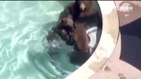 w勇犬趕走熊1200