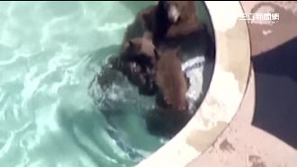 熊熊侵門踏戶玩水　竟被汪星人喝退