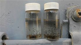 左訓中心成病媒蚊溫床　高雄市衛生局祭重罰