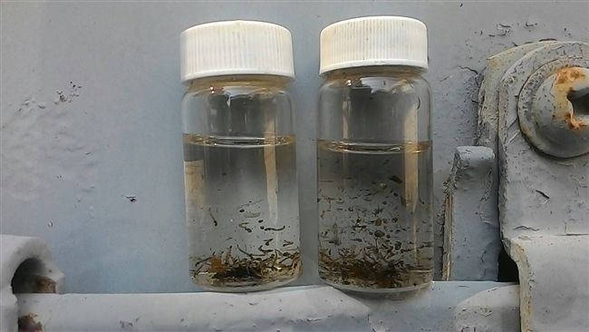 左訓中心水塔內長蚊子　衛生局祭重罰