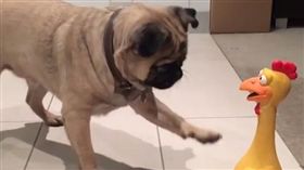 16:9
膽小巴哥犬　被慘叫雞嚇傻
圖／翻攝自pugnthecity's IG
https://www.instagram.com/p/BJxNxWDD98X/