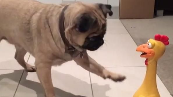 玻璃心滿地　膽小巴哥犬被慘叫雞嚇傻