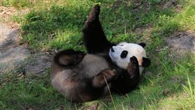 保育有成 大陸貓熊不再瀕危 
(圖／中央社)