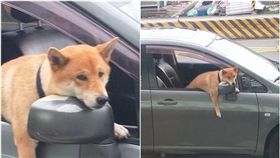 被主人留在車上的柴犬超萌/翻攝自爆料公社